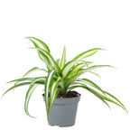 Grünlilie - Chlorophytum Comosum Variegata - Höhe ca. 15 cm, Topf-Ø 6 cm