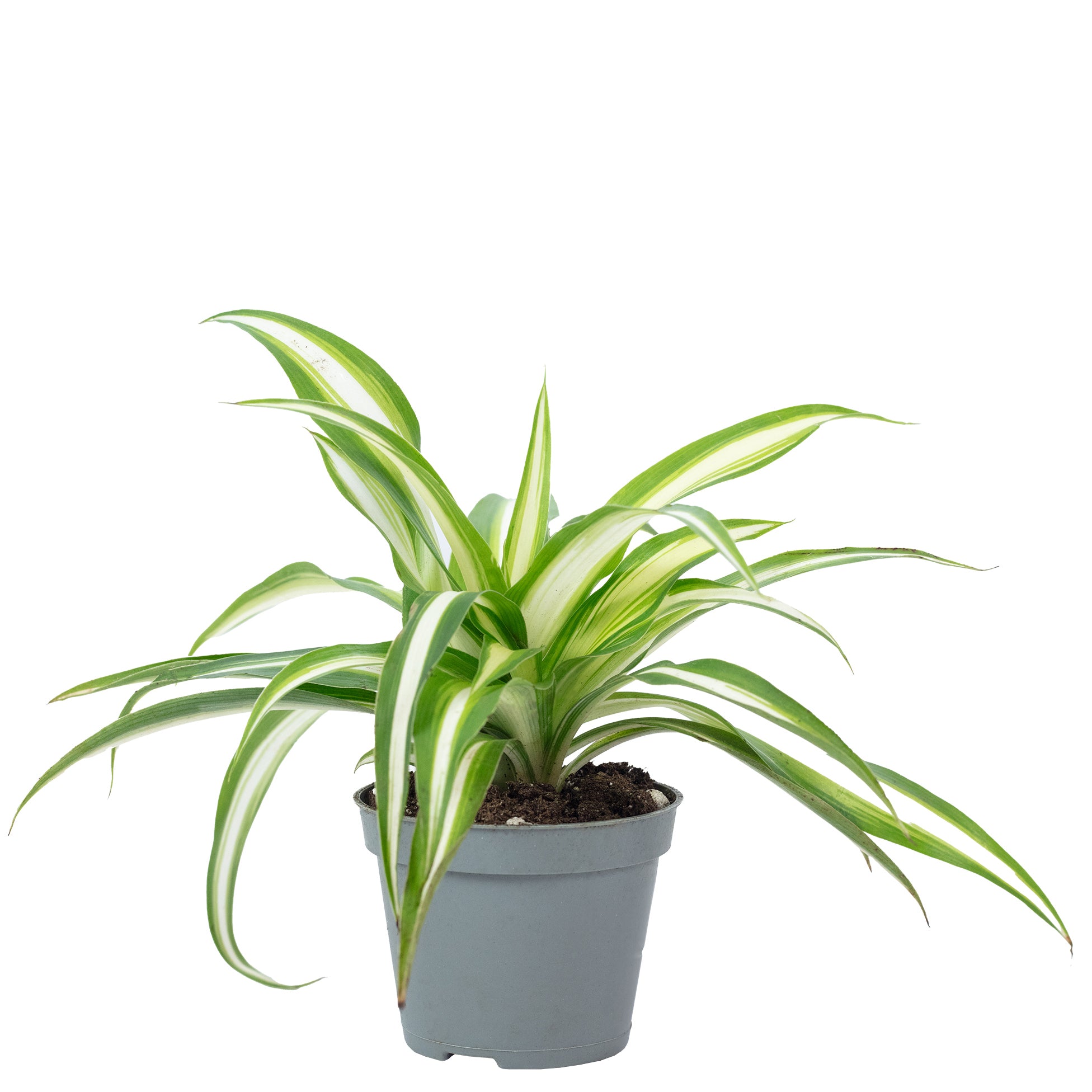 Grünlilie - Chlorophytum Comosum Variegata - Höhe ca. 15 cm, Topf-Ø 6 cm