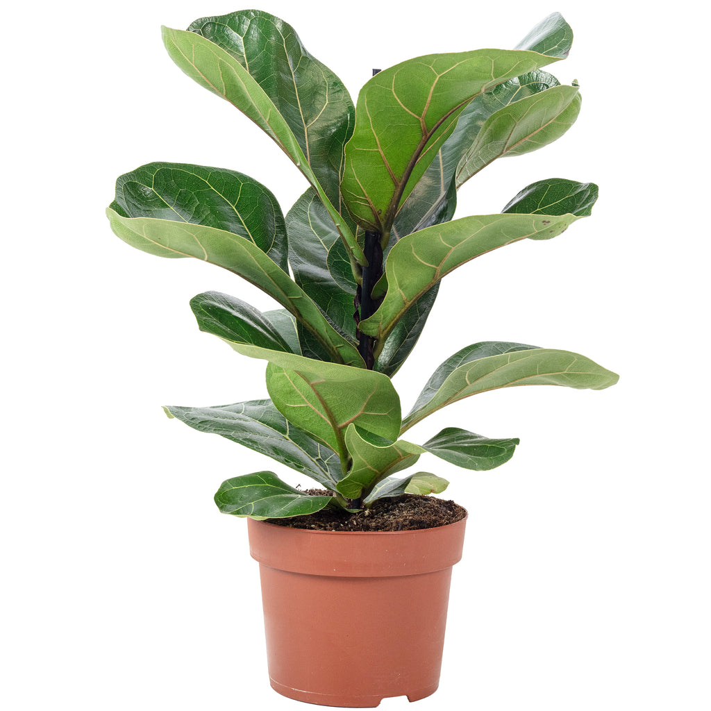 Geigenfeige - Ficus Lyrata Bambino - Höhe ca. 35 cm, Topf-Ø 12 cm