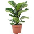 Geigenfeige - Ficus Lyrata Bambino - Höhe ca. 35 cm, Topf-Ø 12 cm