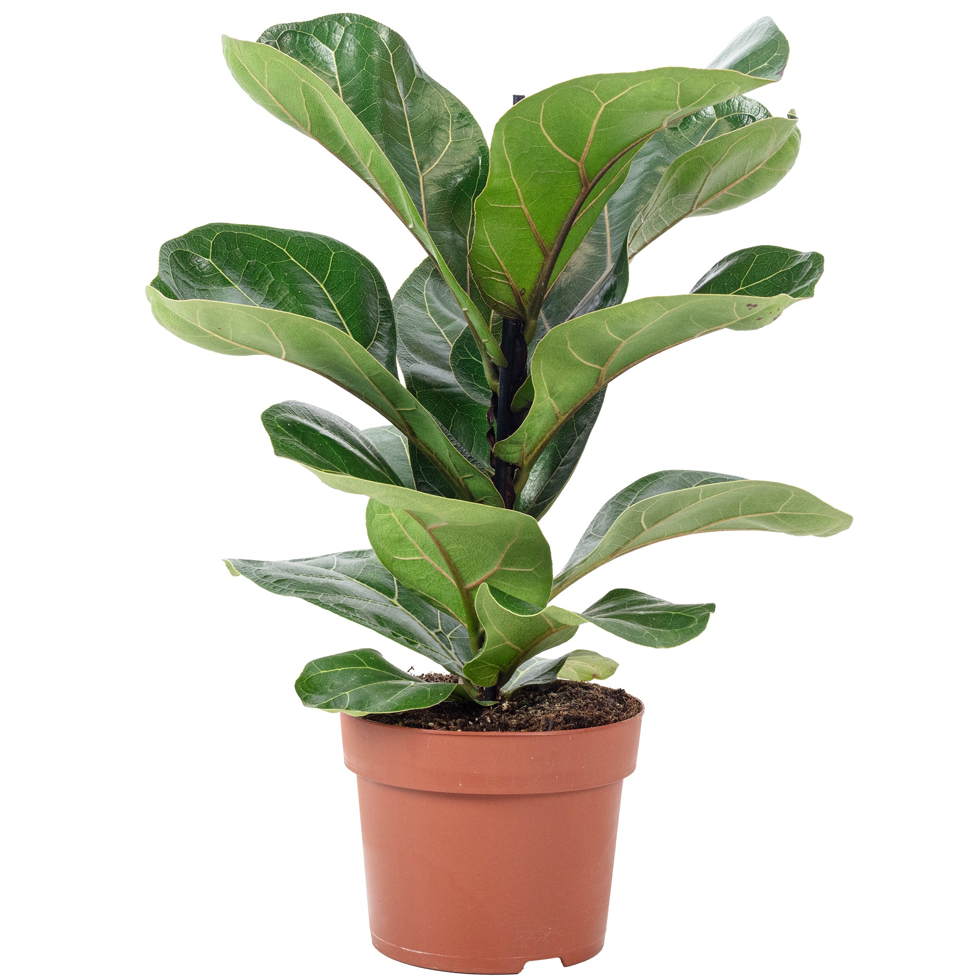 Geigenfeige - Ficus Lyrata Bambino - Höhe ca. 35 cm, Topf-Ø 12 cm