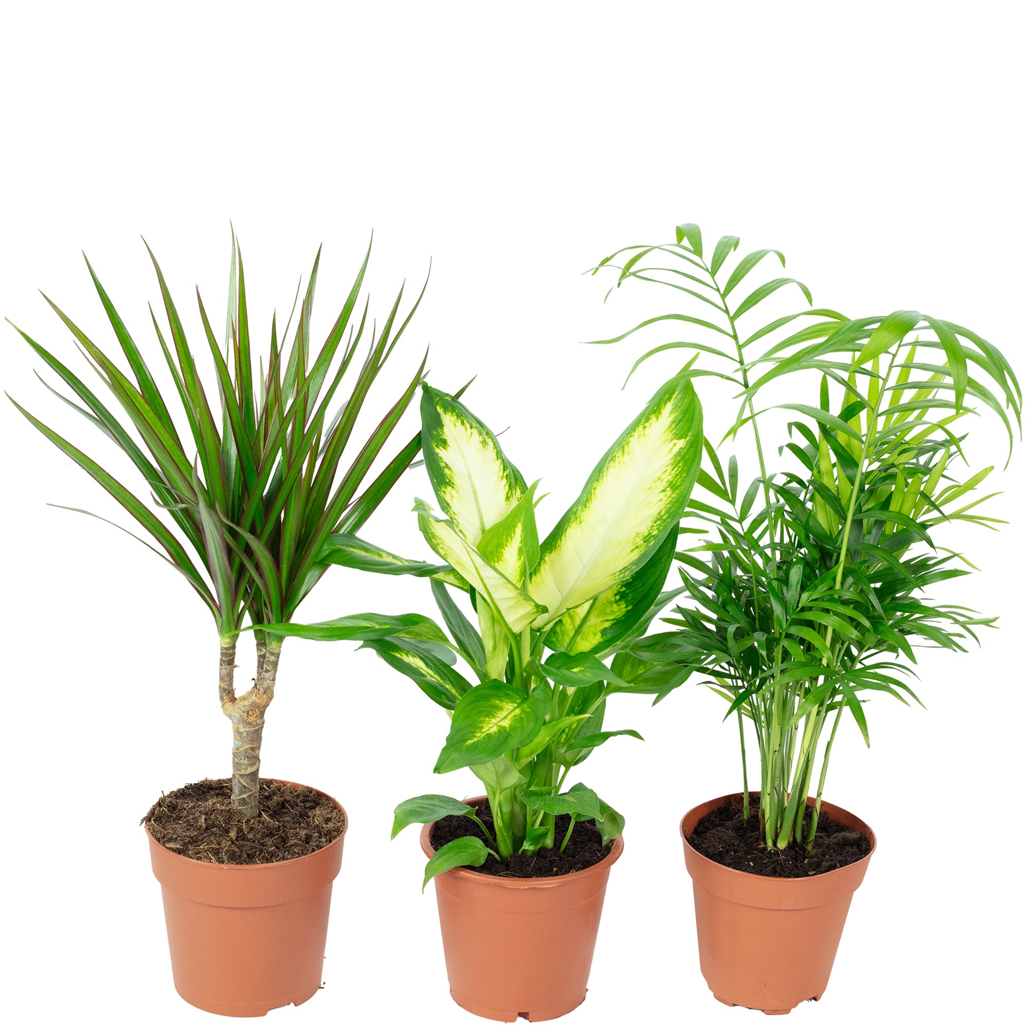 3er-Set Zimmerpflanzen Chamaedorea, Dieffenbachie, Dracaena - Topf-Ø 12 cm