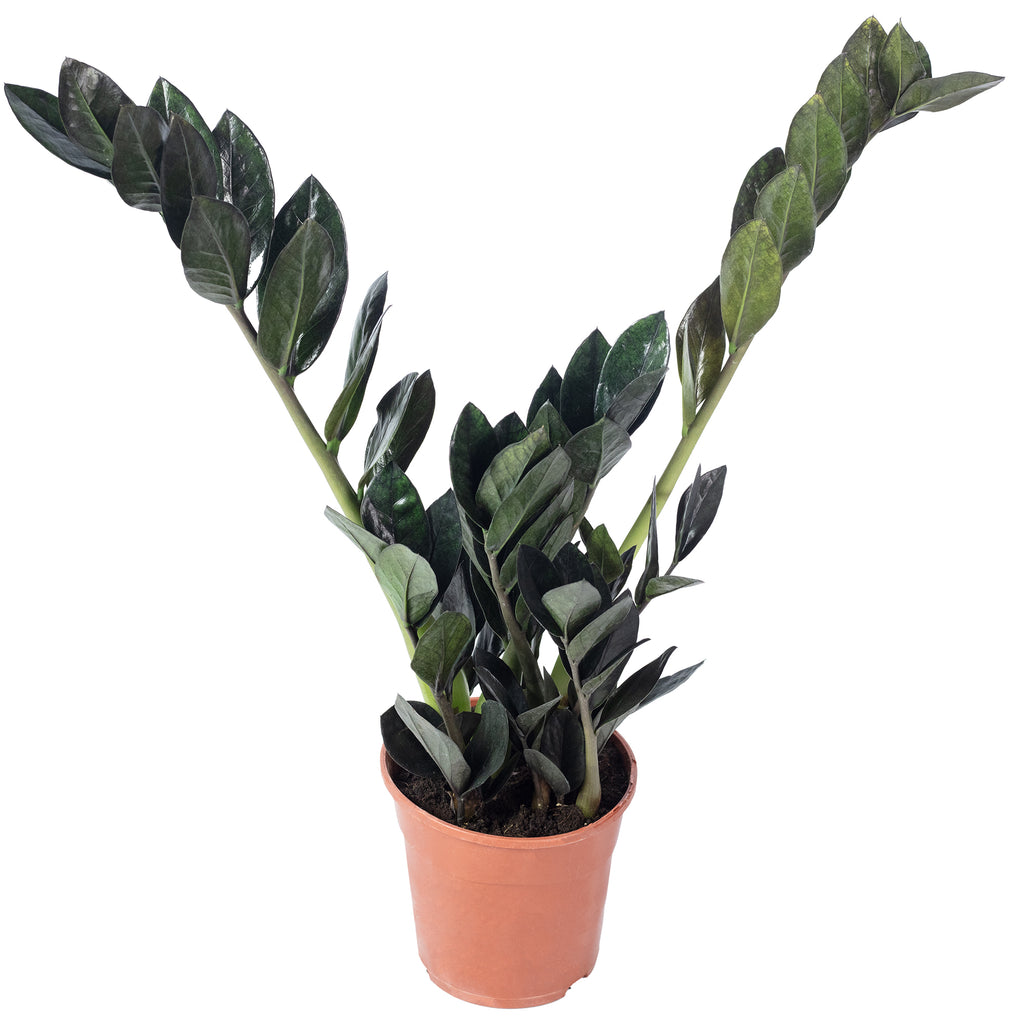 Glücksfeder 'Raven' 4+ - schwarze Zamioculcas zamiifolia - Höhe ca. 35 cm, Topf-Ø 14 cm