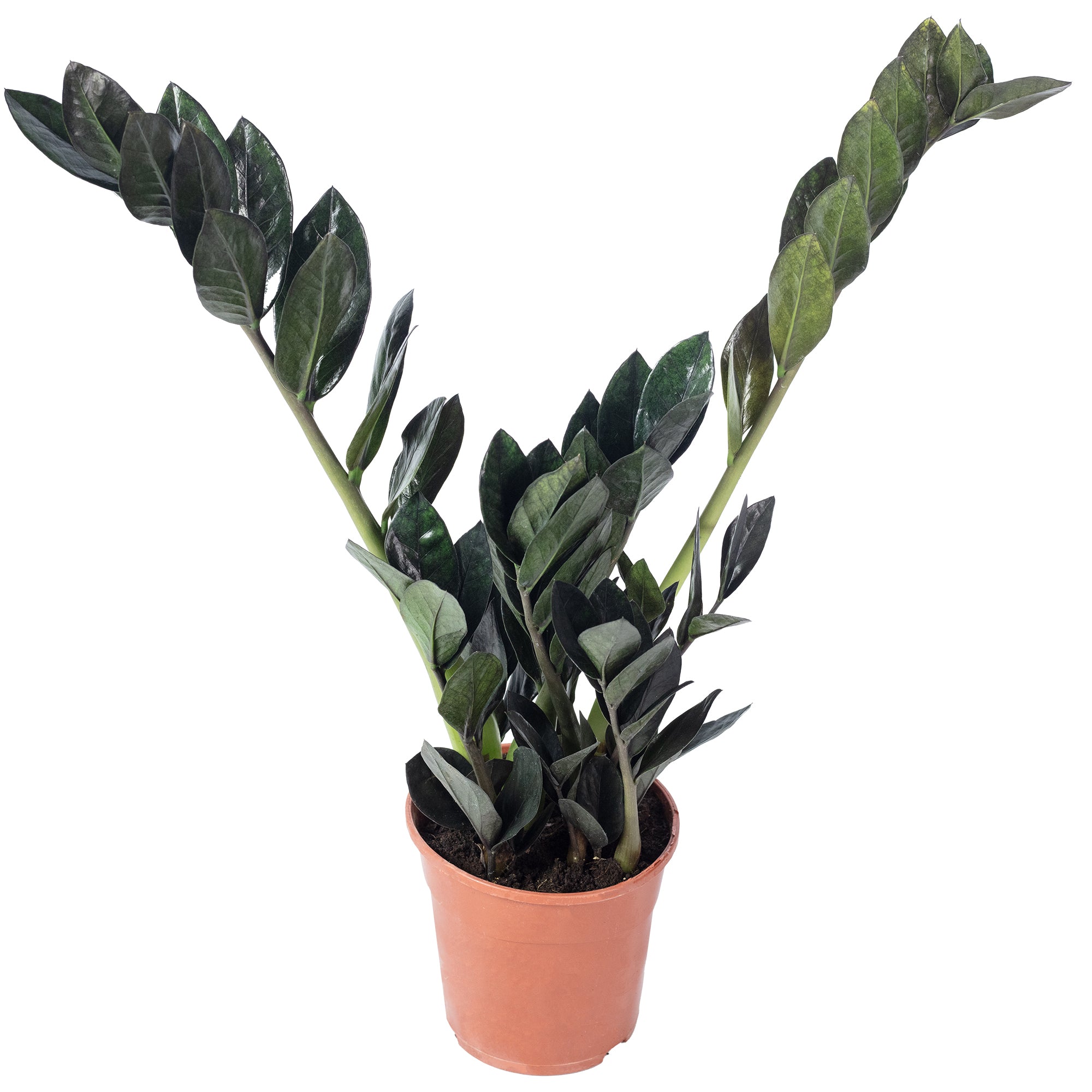 Glücksfeder 'Raven' 4+ - schwarze Zamioculcas zamiifolia - Höhe ca. 35 cm, Topf-Ø 14 cm