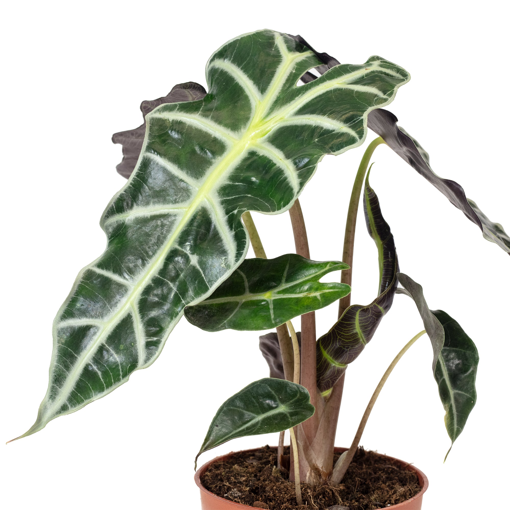 Pfeilblatt - Alocasia 'Polly' - Höhe ca. 25 cm, Topf-Ø 12 cm