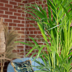 Goldfruchtpalme - Areca Dypsis Lutescens - Höhe ca. 85 cm, Topf-Ø 17 cm