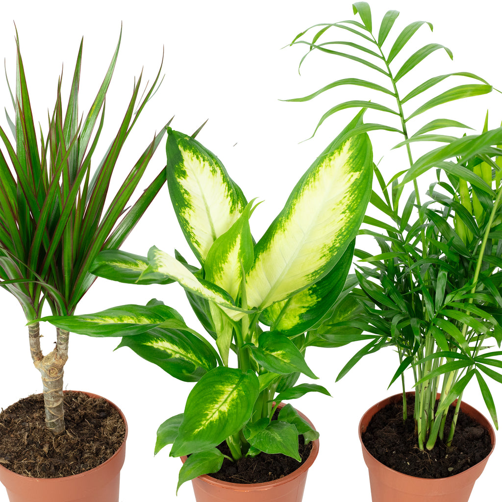 3er-Set Zimmerpflanzen Chamaedorea, Dieffenbachie, Dracaena - Topf-Ø 12 cm