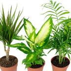 3er-Set Zimmerpflanzen Chamaedorea, Dieffenbachie, Dracaena - Topf-Ø 12 cm