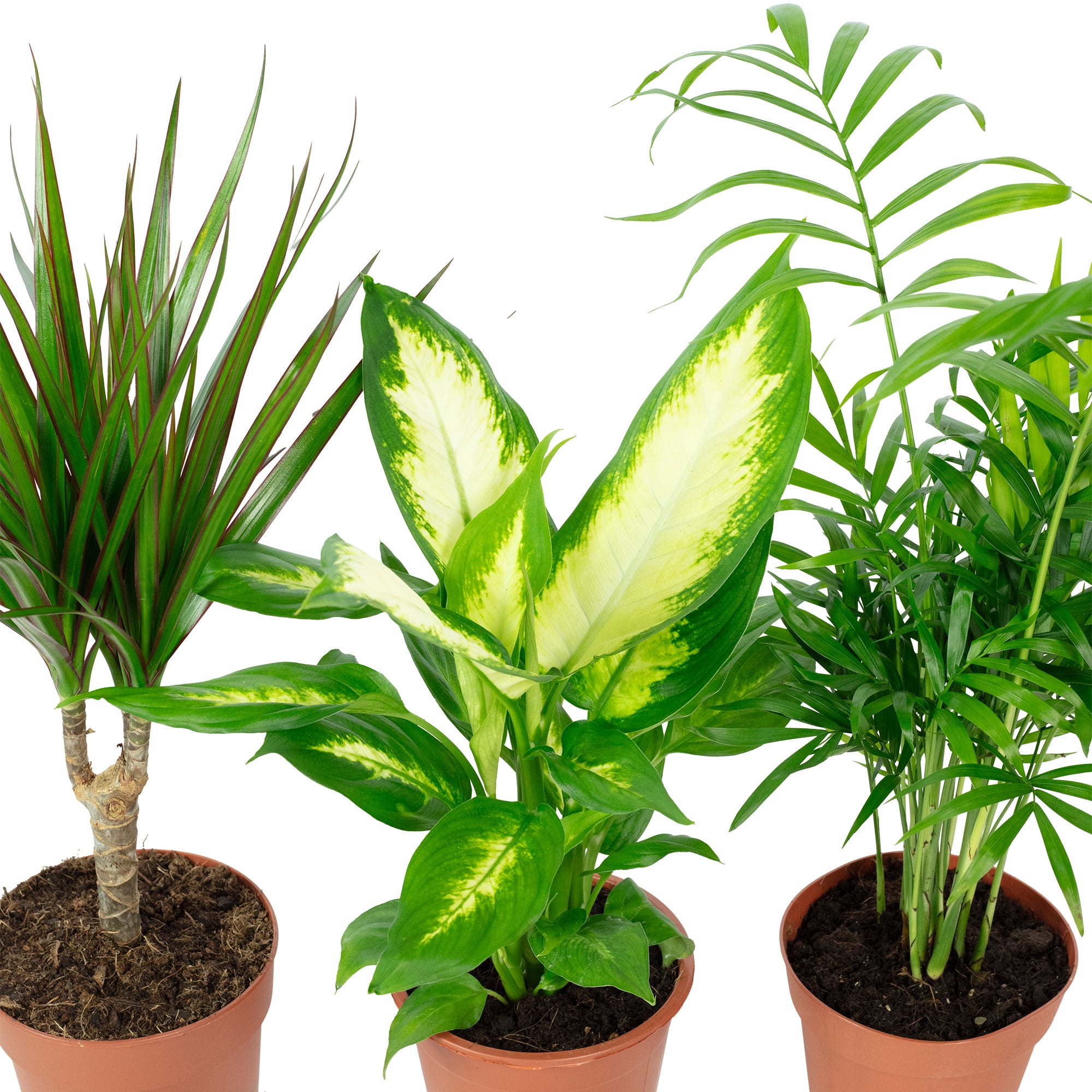 3er-Set Zimmerpflanzen Chamaedorea, Dieffenbachie, Dracaena - Topf-Ø 12 cm