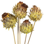 Artischocke am Stiel - 5 Stück - natur