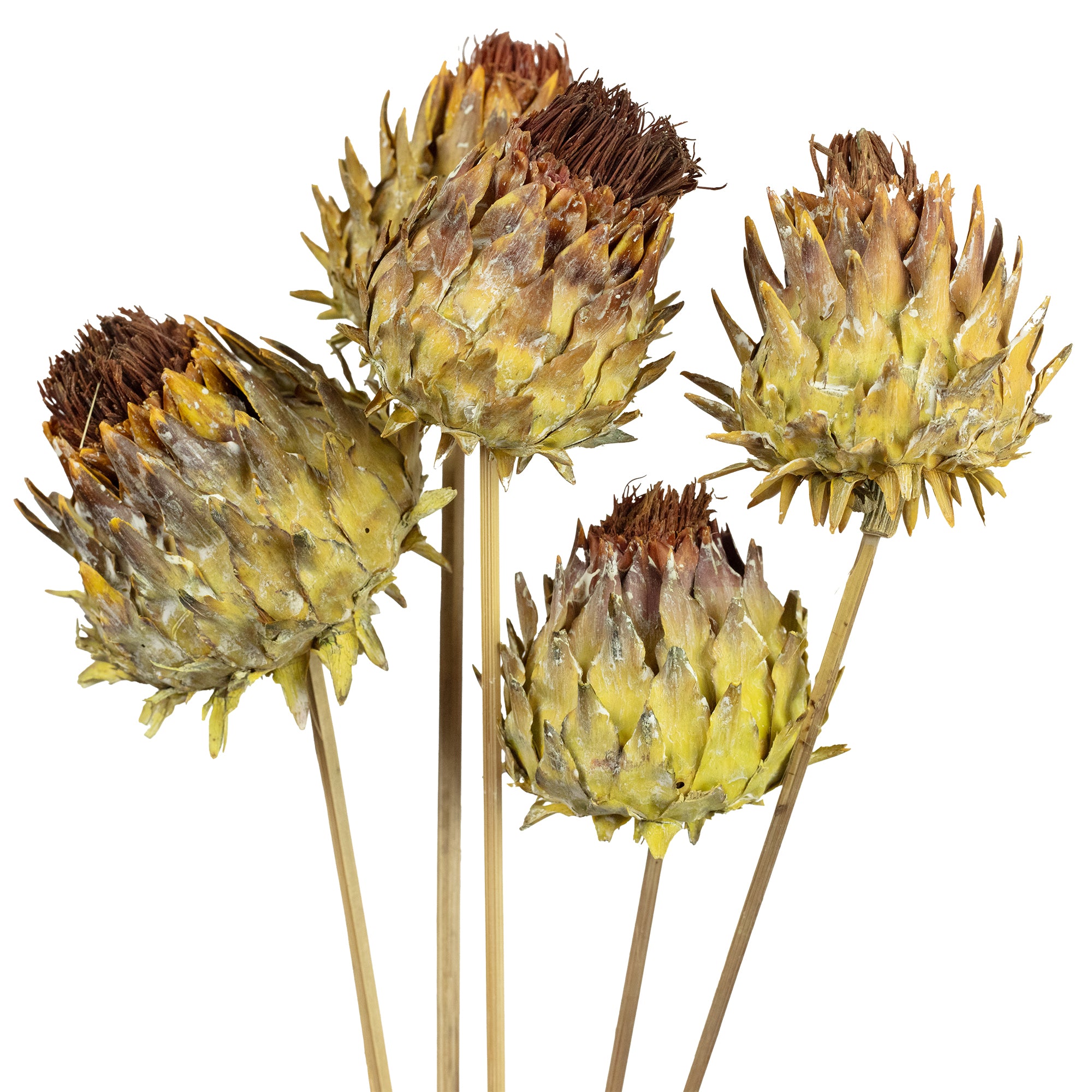 Artischocke am Stiel - 5 Stück - natur