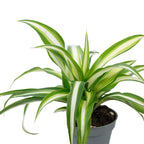 Grünlilie - Chlorophytum Comosum Variegata - Höhe ca. 15 cm, Topf-Ø 6 cm