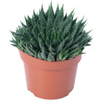 Aloe - Aloe aristata 'magic rocks' - Höhe ca. 20 cm, Topf-Ø 12 cm