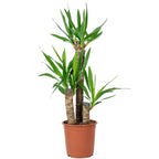Palmlilie 3-stämmig - Yucca Elephantipes Palme 60/30/20 - Höhe ca. 95 cm, Topf-Ø 21 cm