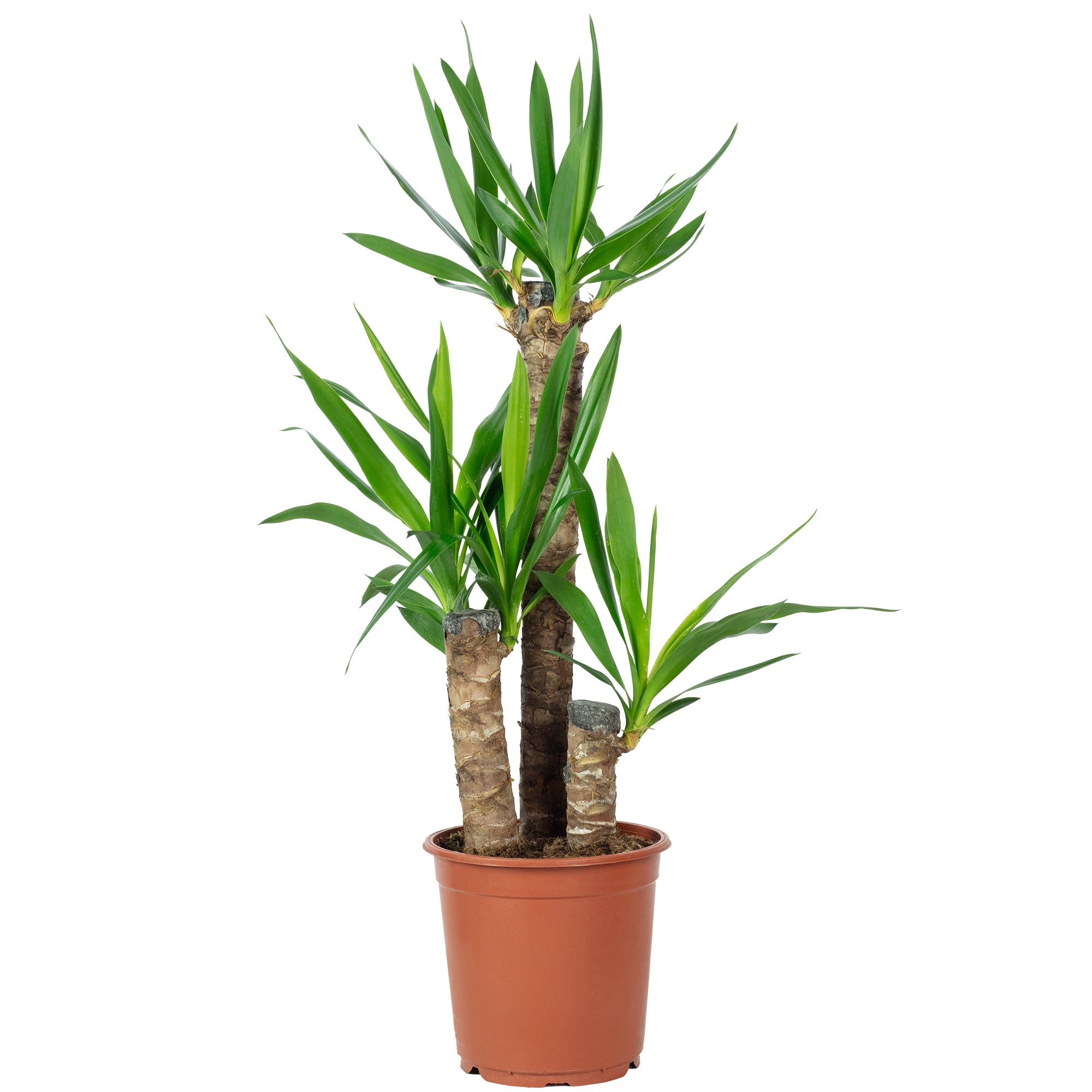 Palmlilie 3-stämmig - Yucca Elephantipes Palme 60/30/20 - Höhe ca. 95 cm, Topf-Ø 21 cm