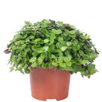 Kriechendes Schönpolster - Callisia Turtle "Smit Eden Elegance" - Höhe ca. 15 cm, Topf-Ø 10,5 cm