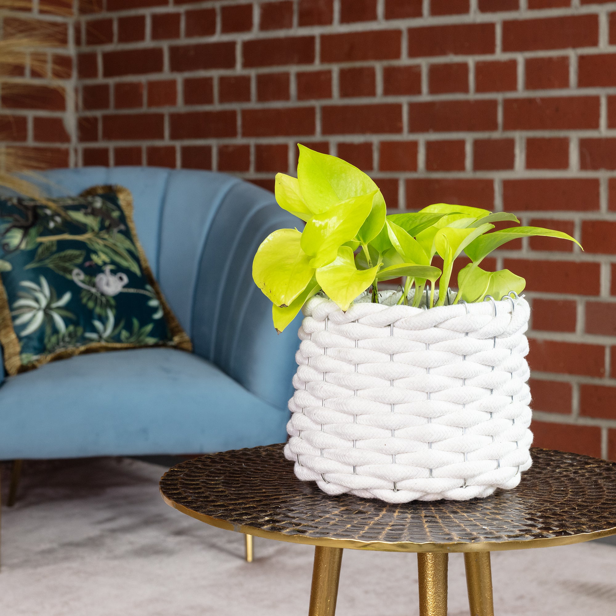 Efeutute - Epipremnum pinnatum 'Golden Pothos' - Höhe ca. 15 cm, Topf-Ø 12 cm