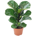 Geigenfeige - Ficus Lyrata Bambino - Höhe ca. 35 cm, Topf-Ø 12 cm