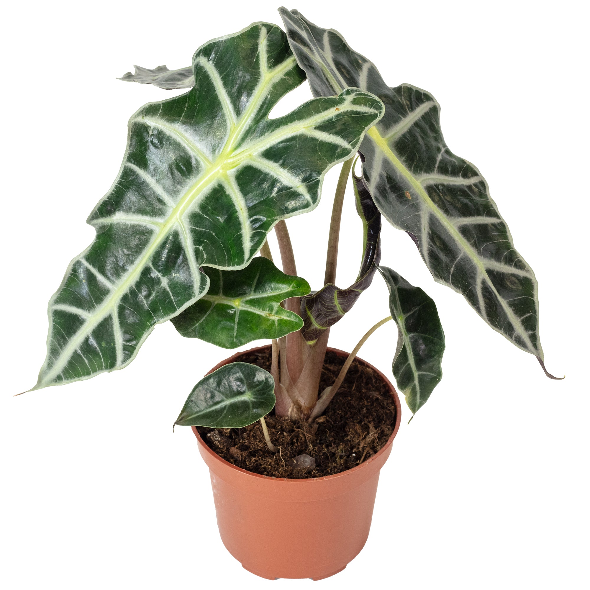 Pfeilblatt - Alocasia 'Polly' - Höhe ca. 25 cm, Topf-Ø 12 cm