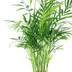 Bergpalme - Chamaedorea elegans - Höhe ca. 35 cm, Topf-Ø 12 cm