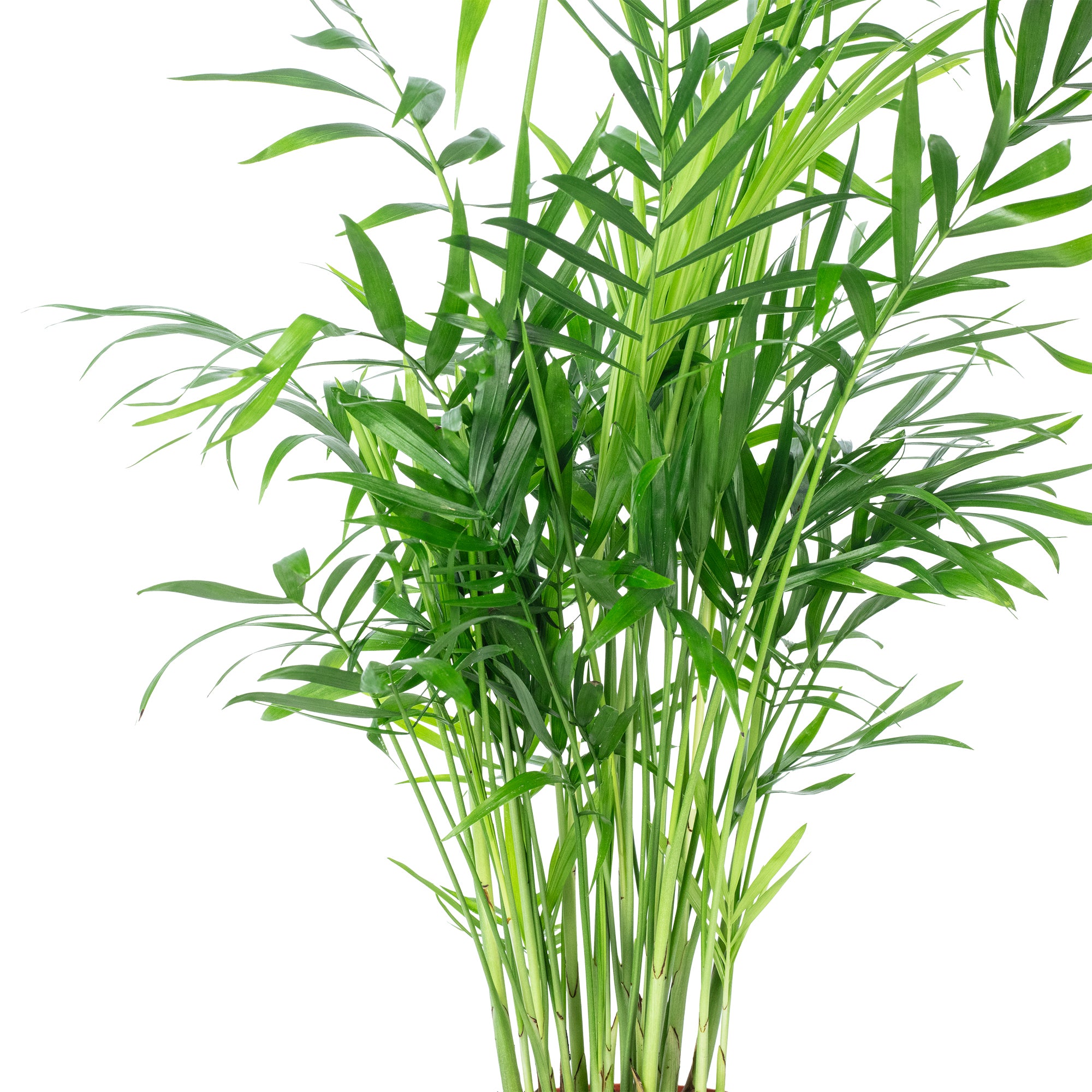 Bergpalme - Chamaedorea elegans - Höhe ca. 35 cm, Topf-Ø 12 cm