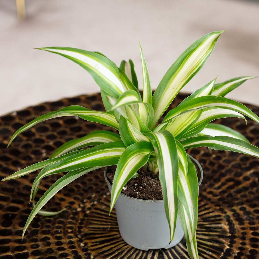 Grünlilie - Chlorophytum Comosum Variegata - Höhe ca. 15 cm, Topf-Ø 6 cm