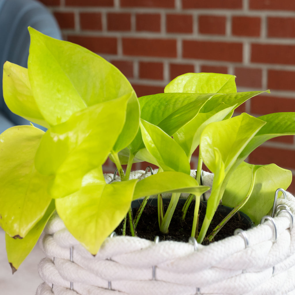 Efeutute - Epipremnum pinnatum 'Golden Pothos' - Höhe ca. 15 cm, Topf-Ø 12 cm