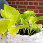 Efeutute - Epipremnum pinnatum 'Golden Pothos' - Höhe ca. 15 cm, Topf-Ø 12 cm