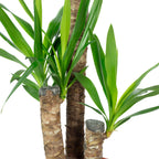 Palmlilie 3-stämmig - Yucca Elephantipes Palme 60/30/20 - Höhe ca. 95 cm, Topf-Ø 21 cm