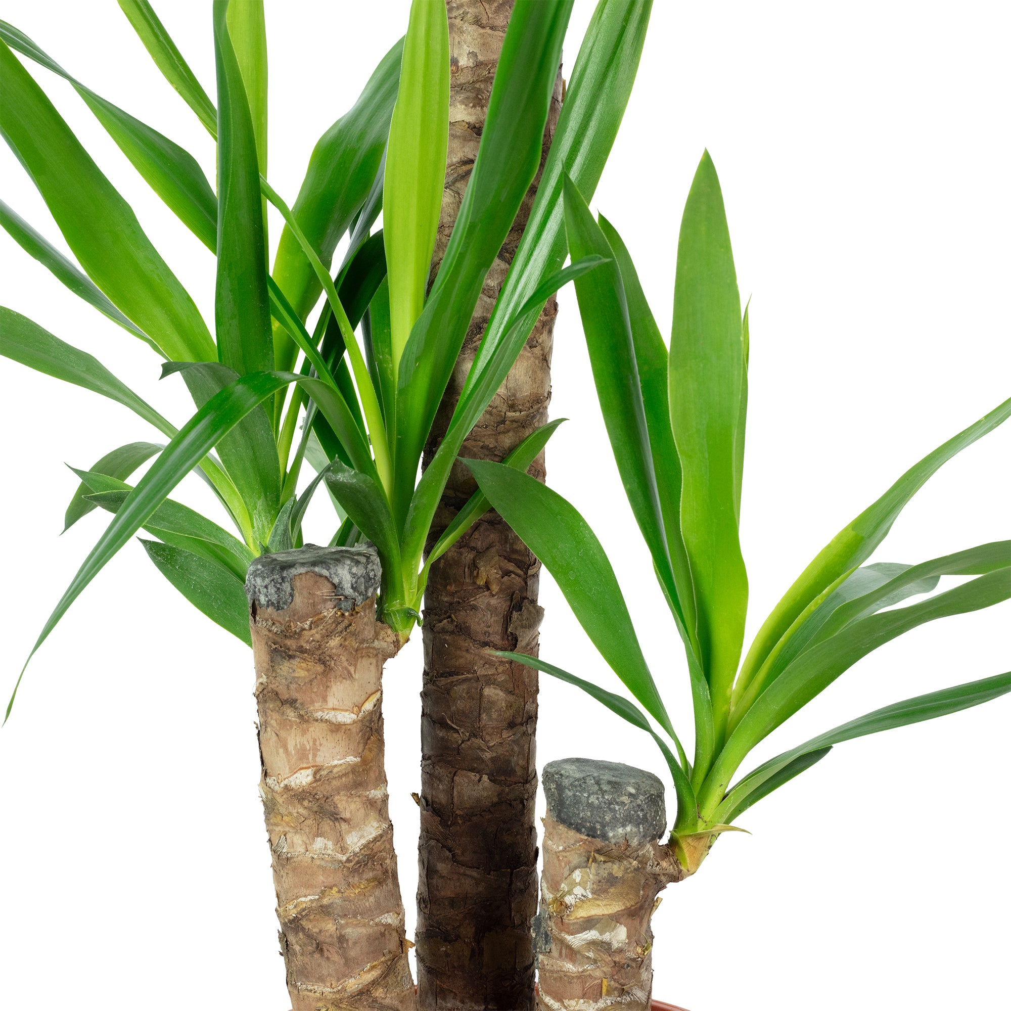 Palmlilie 3-stämmig - Yucca Elephantipes Palme 60/30/20 - Höhe ca. 95 cm, Topf-Ø 21 cm