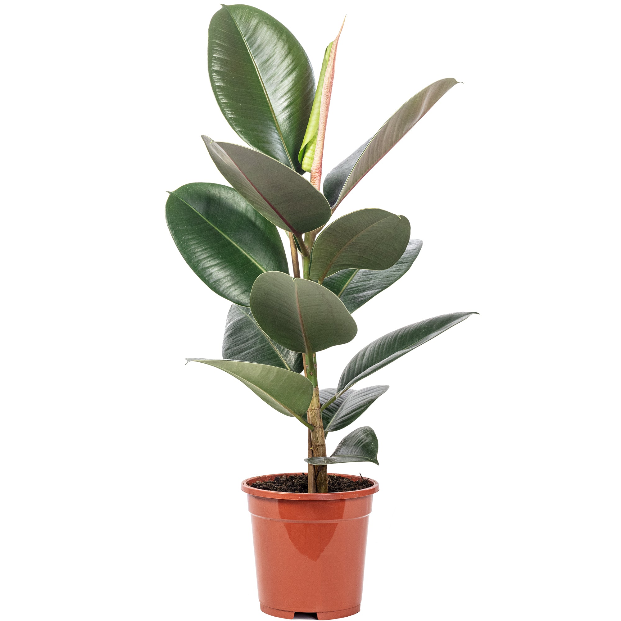 Gummibaum - Ficus elastica 'Robusta' - Höhe ca. 50 cm, Topf-Ø 17 cm