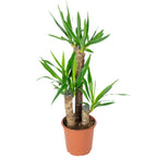 Palmlilie 3-stämmig - Yucca Elephantipes Palme 60/30/20 - Höhe ca. 95 cm, Topf-Ø 21 cm