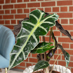 Pfeilblatt - Alocasia 'Polly' - Höhe ca. 25 cm, Topf-Ø 12 cm