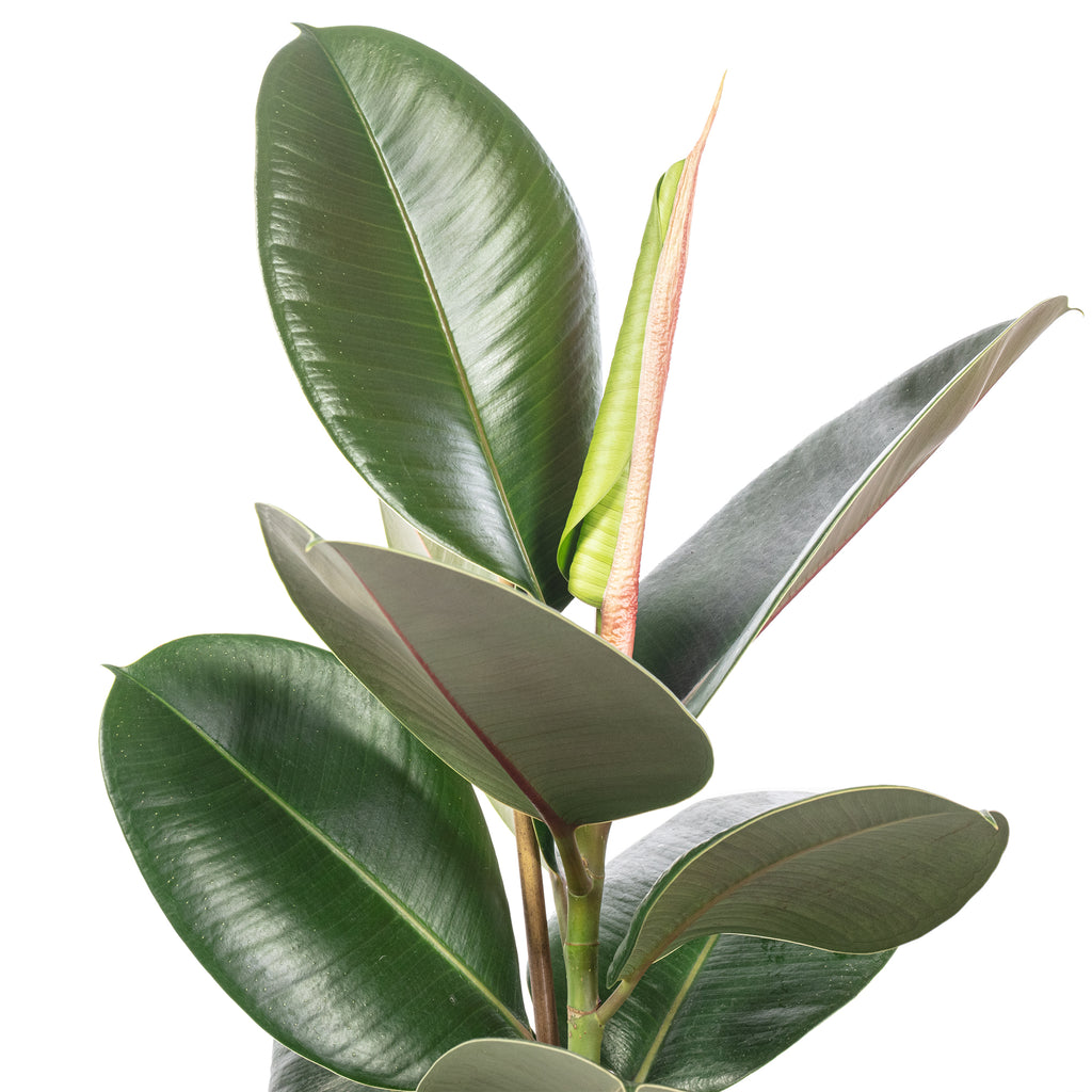 Gummibaum - Ficus elastica 'Robusta' - Höhe ca. 50 cm, Topf-Ø 17 cm