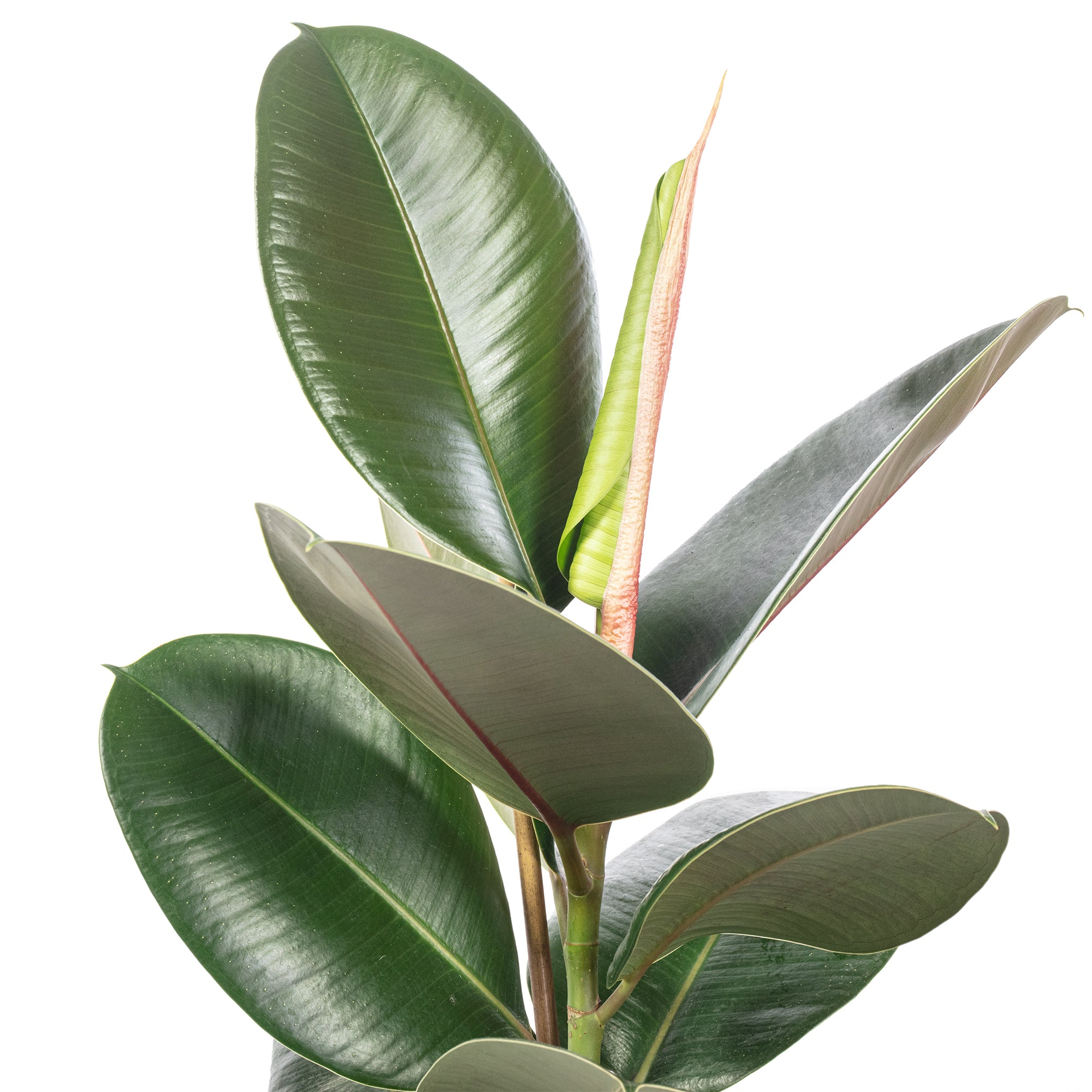 Gummibaum - Ficus elastica 'Robusta' - Höhe ca. 50 cm, Topf-Ø 17 cm