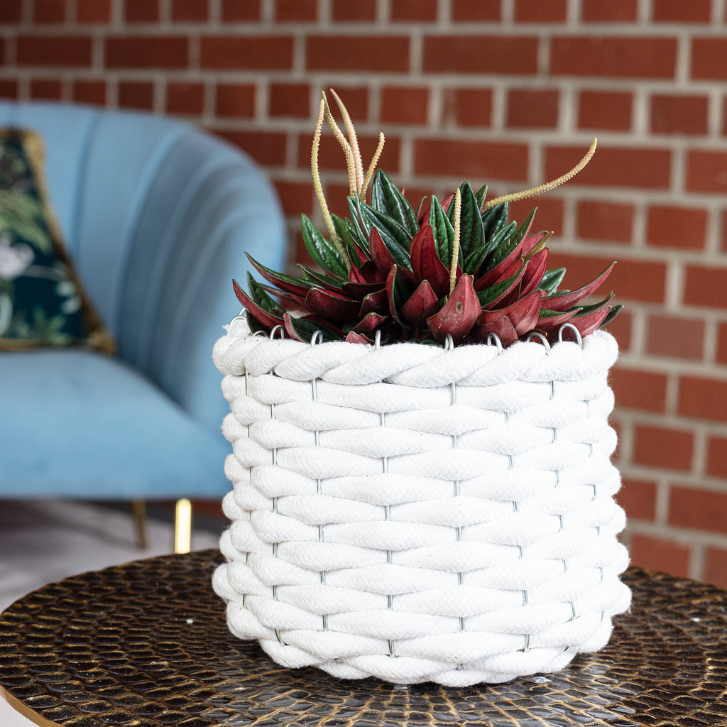 Zwergpfeffer "Smit Rosso" - Peperomia - Höhe ca. 15 cm, Topf-Ø 10,5 cm