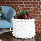 Zwergpfeffer "Smit Rosso" - Peperomia - Höhe ca. 15 cm, Topf-Ø 10,5 cm