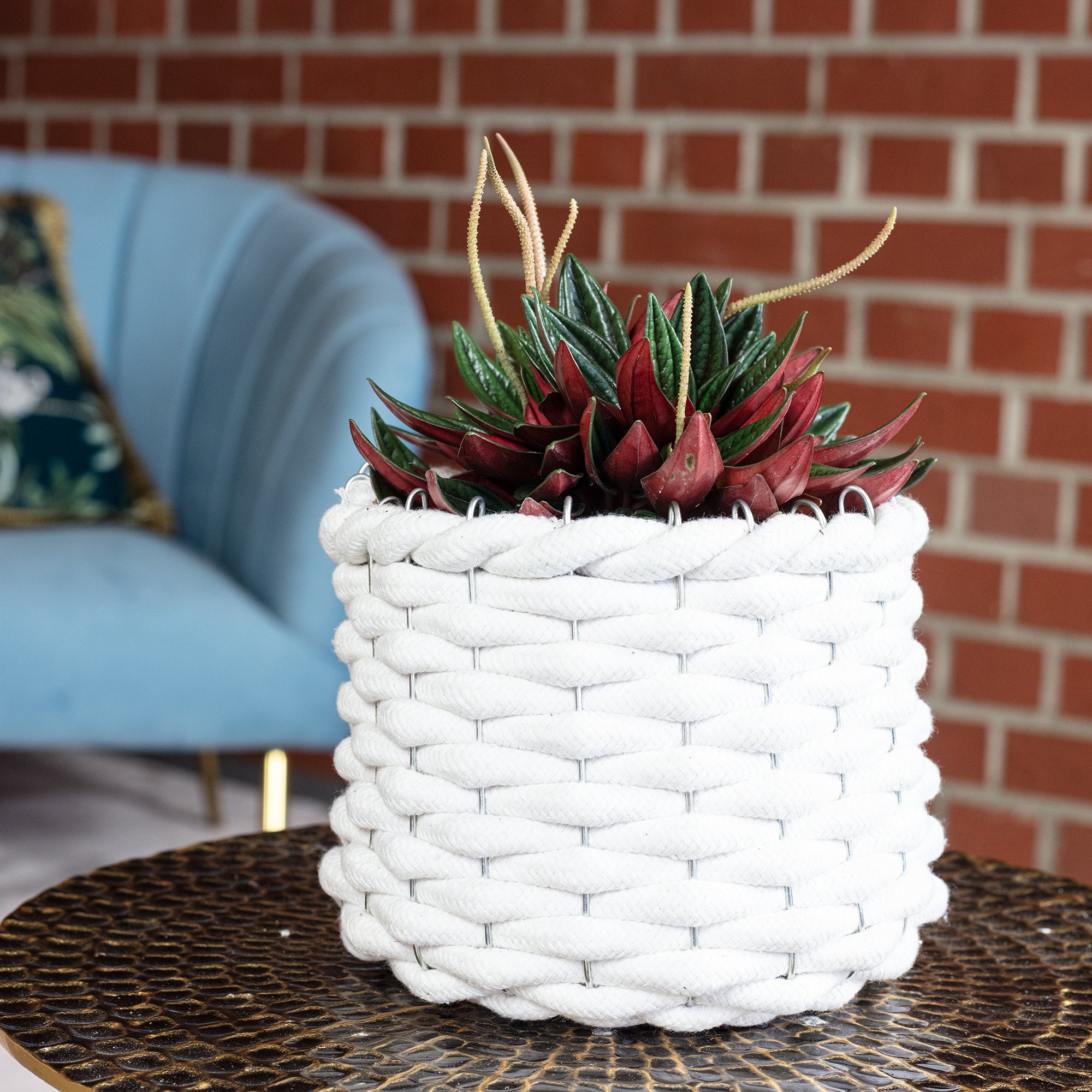 Zwergpfeffer "Smit Rosso" - Peperomia - Höhe ca. 15 cm, Topf-Ø 10,5 cm