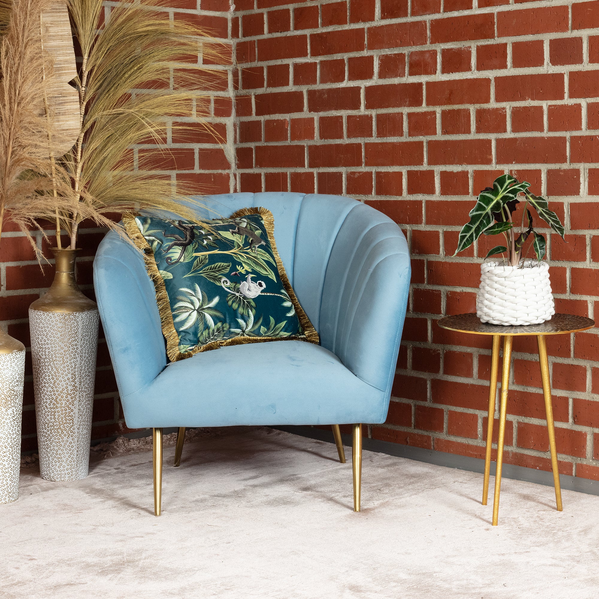 Pfeilblatt - Alocasia 'Polly' - Höhe ca. 25 cm, Topf-Ø 12 cm