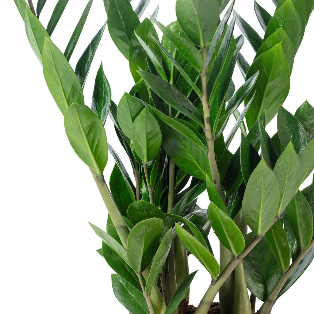 Glücksfeder - Zamioculcas zamiifolia 3+ - Höhe ca. 55 cm, Topf-Ø 17 cm