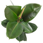 Gummibaum - Ficus elastica 'Robusta' - Höhe ca. 50 cm, Topf-Ø 17 cm