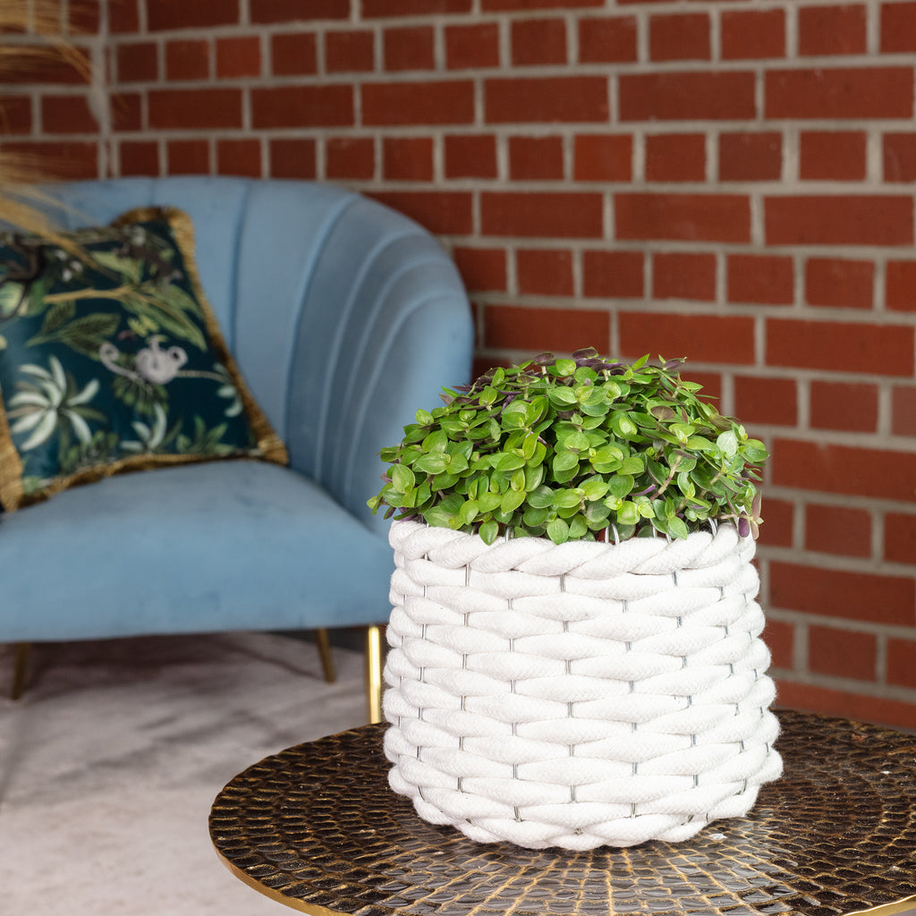 Kriechendes Schönpolster - Callisia Turtle "Smit Eden Elegance" - Höhe ca. 15 cm, Topf-Ø 10,5 cm