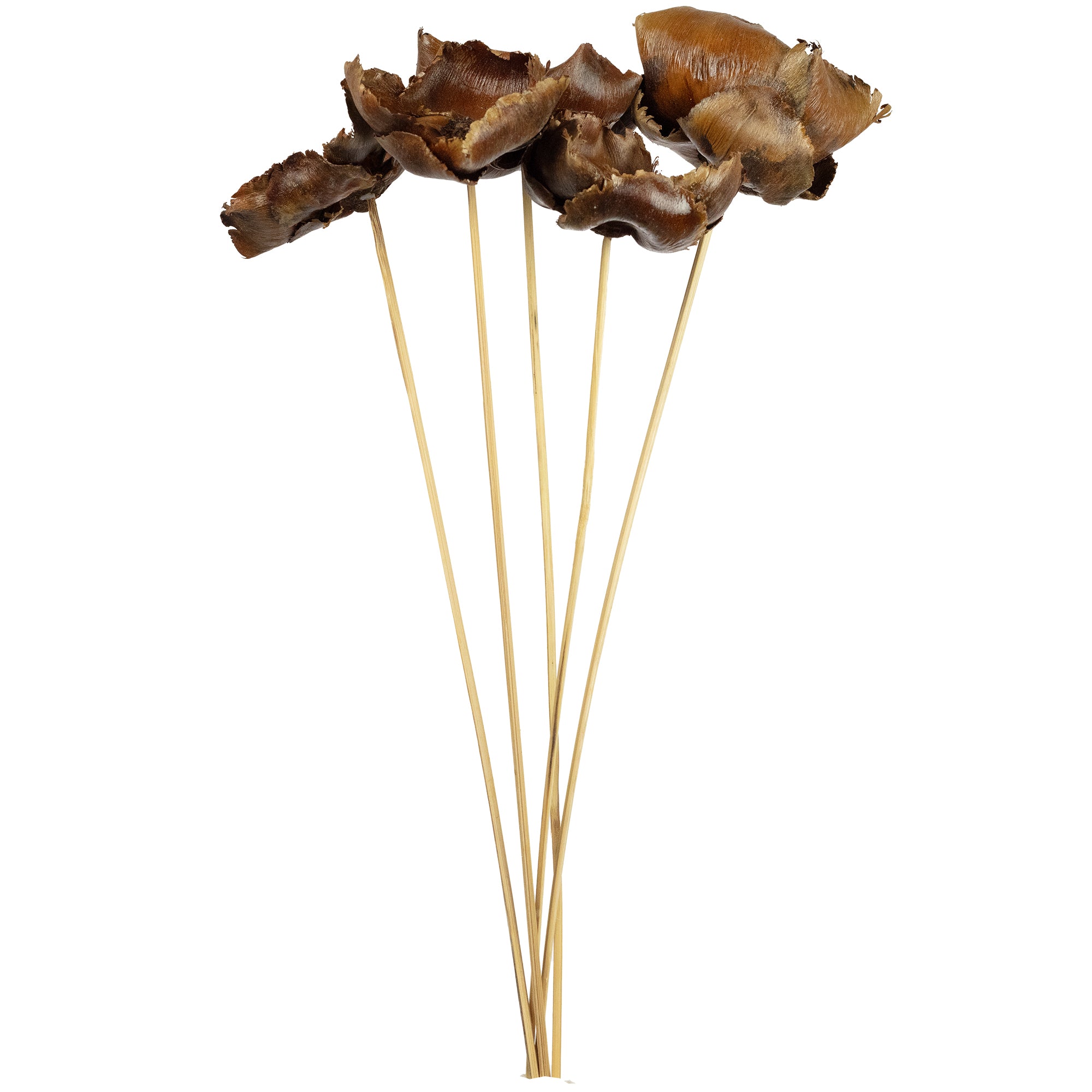 Palmblüte am Stiel - lackiert - 5 Stück - natur