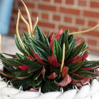 Zwergpfeffer "Smit Rosso" - Peperomia - Höhe ca. 15 cm, Topf-Ø 10,5 cm