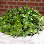 Kriechendes Schönpolster - Callisia Turtle "Smit Eden Elegance" - Höhe ca. 15 cm, Topf-Ø 10,5 cm