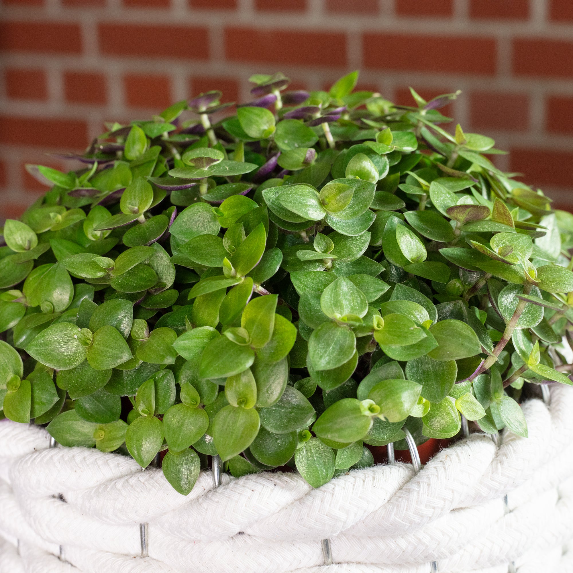 Kriechendes Schönpolster - Callisia Turtle "Smit Eden Elegance" - Höhe ca. 15 cm, Topf-Ø 10,5 cm