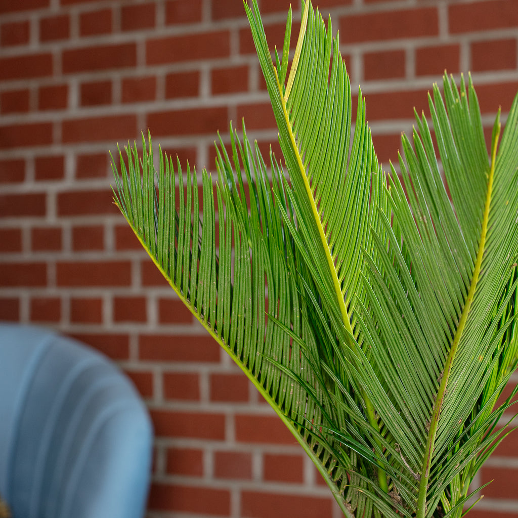 Palmfarn 6+ Wedel - Cycas revoluta - Höhe ca. 25 cm, Topf-Ø 12 cm