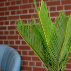 Palmfarn 6+ Wedel - Cycas revoluta - Höhe ca. 25 cm, Topf-Ø 12 cm