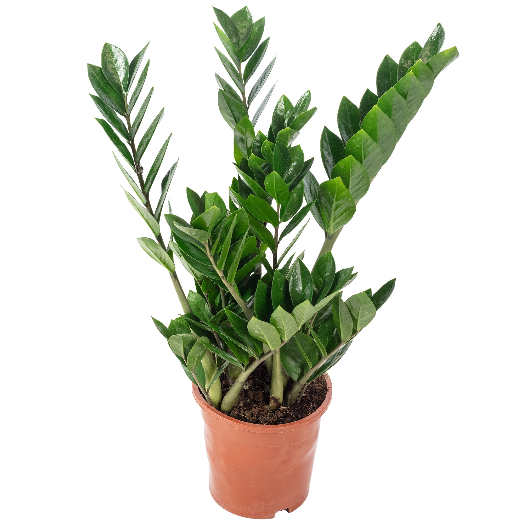 Glücksfeder - Zamioculcas zamiifolia 3+ - Höhe ca. 55 cm, Topf-Ø 17 cm