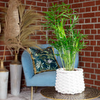 Bergpalme - Chamaedorea elegans - Höhe ca. 35 cm, Topf-Ø 12 cm